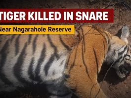 ಉರುಳಿಗೆ ಸಿಲುಕಿ ಹುಲಿ ಬಲಿ