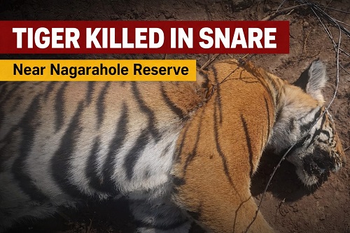 ಉರುಳಿಗೆ ಸಿಲುಕಿ ಹುಲಿ ಬಲಿ