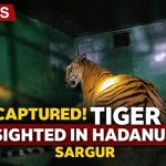 ಹಾದನೂರು ಗ್ರಾಮದಲ್ಲಿ ಮತ್ತೆ ಹುಲಿ ಕಾಟ: ಗ್ರಾಮಸ್ಥರಲ್ಲಿ ಆತಂಕ