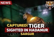 ಹಾದನೂರು ಗ್ರಾಮದಲ್ಲಿ ಮತ್ತೆ ಹುಲಿ ಕಾಟ: ಗ್ರಾಮಸ್ಥರಲ್ಲಿ ಆತಂಕ