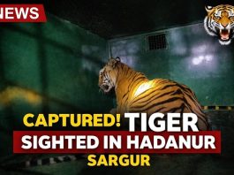 ಹಾದನೂರು ಗ್ರಾಮದಲ್ಲಿ ಮತ್ತೆ ಹುಲಿ ಕಾಟ: ಗ್ರಾಮಸ್ಥರಲ್ಲಿ ಆತಂಕ