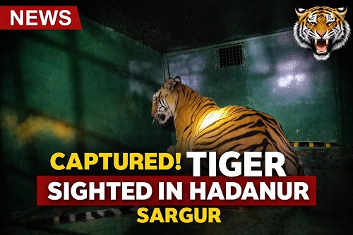 ಹಾದನೂರು ಗ್ರಾಮದಲ್ಲಿ ಮತ್ತೆ ಹುಲಿ ಕಾಟ: ಗ್ರಾಮಸ್ಥರಲ್ಲಿ ಆತಂಕ