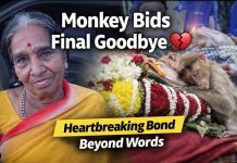 ಹೃದಯಸ್ಪರ್ಶಿ ಘಟನೆ : ತುತ್ತು ನೀಡಿ ಸಾಕಿ ಸಲುಹಿದ ವೃದ್ದೆ ಸಾವಿಗೆ ಕಣ್ಣೀರಿಟ್ಟ ವಾನರ