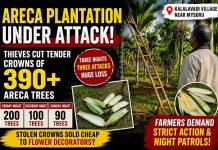 ಮೈಸೂರು : ಅಡಿಕೆ ತೋಟಕ್ಕೆ ಸರಣಿ ಕಳ್ಳರ ಕಾಟ; ನೂರಾರು ಮರಗಳ ಹೋಂಬಾಳೆ ಕತ್ತರಿಸಿ ಪರಾರಿ