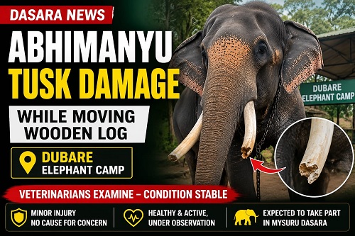 ದಸರಾ ಅಂಬಾರಿ ಆನೆ ಅಭಿಮನ್ಯುವಿಗೆ ದಂತಭಗ್ನ: ದುಬಾರೆ ಶಿಬಿರದಲ್ಲಿ ಘಟನೆ