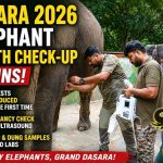 DASARA 2026: ಜಂಬೂ ಪಡೆಗೆ ಇದೇ ಮೊದಲ ಬಾರಿ ECG ಪರೀಕ್ಷೆ