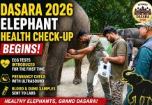 DASARA 2026: ಜಂಬೂ ಪಡೆಗೆ ಇದೇ ಮೊದಲ ಬಾರಿ ECG ಪರೀಕ್ಷೆ