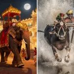 ದಸರಾದಲ್ಲಿ ಮೊದಲ ಬಾರಿಗೆ ಕಂಬಳ: ಭರದಿಂದ ಸಿದ್ಧತೆ, ಸಂಭ್ರಮದ ನಿರೀಕ್ಷೆಯಲ್ಲಿ ಮೈಸೂರು