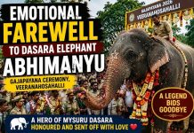 ಮೈಸೂರು ದಸರಾ ಅಂಬಾರಿ ಆನೆ ಅಭಿಮನ್ಯುಗೆ ಅಭಿಮಾನದ ಬೀಳ್ಕೊಡುಗೆ