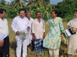 ಹಲಸಂದೆ ಬೆಳೆ ವೀಕ್ಷಣೆ: ರೈತರ ಜೊತೆ ಚರ್ಚಿಸಿದ ಸಚಿವ ಎನ್. ಚಲುವರಾಯಸ್ವಾಮಿ
