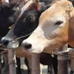 ಜಾನುವಾರುಗಳಿಗೆ ಪೌಷ್ಟಿಕ ಪೂರಕ ಮೇವು ಅಭಿವೃದ್ಧಿ: 12,000 ಅಜೋಲಾ ಘಟಕಗಳ ಸ್ಥಾಪನೆಗೆ ಚಾಲನೆ