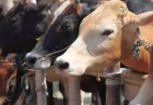 ಜಾನುವಾರುಗಳಿಗೆ ಪೌಷ್ಟಿಕ ಪೂರಕ ಮೇವು ಅಭಿವೃದ್ಧಿ: 12,000 ಅಜೋಲಾ ಘಟಕಗಳ ಸ್ಥಾಪನೆಗೆ ಚಾಲನೆ