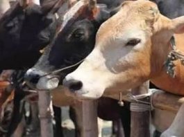 ಜಾನುವಾರುಗಳಿಗೆ ಪೌಷ್ಟಿಕ ಪೂರಕ ಮೇವು ಅಭಿವೃದ್ಧಿ: 12,000 ಅಜೋಲಾ ಘಟಕಗಳ ಸ್ಥಾಪನೆಗೆ ಚಾಲನೆ