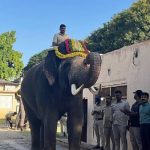 ಮೈಸೂರು ದಸರಾ ಆನೆಗಳ ತೂಕ ಪರೀಕ್ಷೆ: ಸುಗ್ರೀವಾ ಬಲಶಾಲಿ