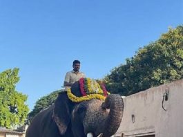 ಮೈಸೂರು ದಸರಾ ಆನೆಗಳ ತೂಕ ಪರೀಕ್ಷೆ: ಸುಗ್ರೀವಾ ಬಲಶಾಲಿ