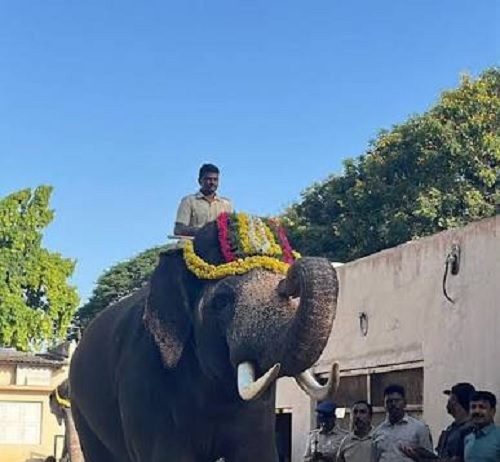 ಮೈಸೂರು ದಸರಾ ಆನೆಗಳ ತೂಕ ಪರೀಕ್ಷೆ: ಸುಗ್ರೀವಾ ಬಲಶಾಲಿ