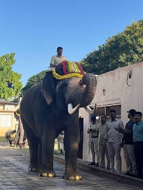 elephant