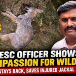 ಅಪಘಾತಕ್ಕೀಡಾದ ನರಿಯನ್ನು ರಕ್ಷಿಸಿ ಮಾನವೀಯತೆ ಮೆರೆದ ಚೆಸ್ಕಾಂ ಅಧಿಕಾರಿ..