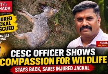 ಅಪಘಾತಕ್ಕೀಡಾದ ನರಿಯನ್ನು ರಕ್ಷಿಸಿ ಮಾನವೀಯತೆ ಮೆರೆದ ಚೆಸ್ಕಾಂ ಅಧಿಕಾರಿ..