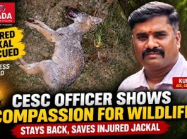 ಅಪಘಾತಕ್ಕೀಡಾದ ನರಿಯನ್ನು ರಕ್ಷಿಸಿ ಮಾನವೀಯತೆ ಮೆರೆದ ಚೆಸ್ಕಾಂ ಅಧಿಕಾರಿ..