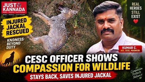 ಅಪಘಾತಕ್ಕೀಡಾದ ನರಿಯನ್ನು ರಕ್ಷಿಸಿ ಮಾನವೀಯತೆ ಮೆರೆದ ಚೆಸ್ಕಾಂ ಅಧಿಕಾರಿ..