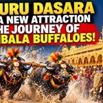 ದಸರಾಗೆ ಈ ಬಾರಿ ‘ಕೋಣಗಳ ಪಯಣ’!