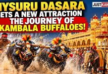 ದಸರಾಗೆ ಈ ಬಾರಿ ‘ಕೋಣಗಳ ಪಯಣ’!