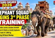ಗಜಪಡೆ ತಾಲೀಮು: ಮಹೇಂದ್ರ “ಬಾಹುಬಲಿ” ಹೆಗಲೇರಿದ ಮರದ ಅಂಬಾರಿ.
