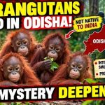 ಒಡಿಶಾ ಕಾಡಿನಲ್ಲಿ 5 ಒರಂಗುಟಾನ್ ಮರಿಗಳು ಪತ್ತೆ: ಅಂತರರಾಷ್ಟ್ರೀಯ ವನ್ಯಜೀವಿ ಕಳ್ಳಸಾಗಣೆ ಶಂಕೆ