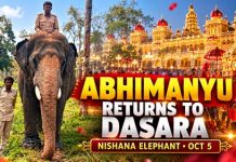 JUST IN; ಮೈಸೂರು ಅರಮನೆಗೆ ಕ್ಯಾಪ್ಟನ್ ಅಭಿಮನ್ಯು ಅ.5ರಂದು” ನಿಶಾನೆ”