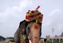 ಸಾಂಪ್ರದಾಯಕ ಪೂಜೆ : ಅತ್ಯಾಕರ್ಷಕ ಪೇಟದಲ್ಲಿ ಕಂಗೊಳಿಸಿದ ಅಭಿಮನ್ಯು.