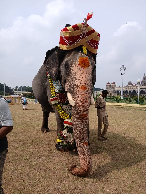 Mysore dasara