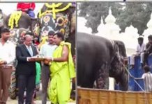 ಮೈಸೂರು ದಸರಾ ಯಶಸ್ವಿ: ಗಜಪಡೆಗೆ ಬೀಳ್ಕೊಡುಗೆ, ಕಾಡಿನತ್ತ ಹೆಜ್ಜೆ ಹಾಕಿದ ಆನೆಗಳು ಮೈಸೂರು ದಸರಾ ಯಶಸ್ವಿ: ಗಜಪಡೆಗೆ ಬೀಳ್ಕೊಡುಗೆ, ಕಾಡಿನತ್ತ ಹೆಜ್ಜೆ ಹಾಕಿದ ಆನೆಗಳು