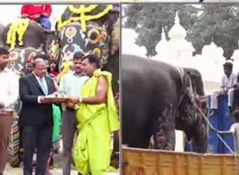 ಮೈಸೂರು ದಸರಾ ಯಶಸ್ವಿ: ಗಜಪಡೆಗೆ ಬೀಳ್ಕೊಡುಗೆ, ಕಾಡಿನತ್ತ ಹೆಜ್ಜೆ ಹಾಕಿದ ಆನೆಗಳು ಮೈಸೂರು ದಸರಾ ಯಶಸ್ವಿ: ಗಜಪಡೆಗೆ ಬೀಳ್ಕೊಡುಗೆ, ಕಾಡಿನತ್ತ ಹೆಜ್ಜೆ ಹಾಕಿದ ಆನೆಗಳು