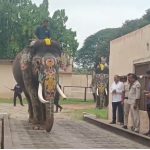 ಕಾಡಿನಿಂದ ನಾಡಿಗೆ ಬಂದಿದ್ದ ಆನೆಗಳ ತೂಕ ಹೆಚ್ಚಳ: ಇಂದೇ ಬೀಳ್ಕೊಡುಗೆ ಕಾಡಿನಿಂದ ನಾಡಿಗೆ ಬಂದಿದ್ದ ಆನೆಗಳ ತೂಕ ಹೆಚ್ಚಳ: ಇಂದೇ ಬೀಳ್ಕೊಡುಗೆ