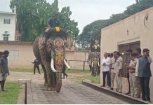 ಕಾಡಿನಿಂದ ನಾಡಿಗೆ ಬಂದಿದ್ದ ಆನೆಗಳ ತೂಕ ಹೆಚ್ಚಳ: ಇಂದೇ ಬೀಳ್ಕೊಡುಗೆ ಕಾಡಿನಿಂದ ನಾಡಿಗೆ ಬಂದಿದ್ದ ಆನೆಗಳ ತೂಕ ಹೆಚ್ಚಳ: ಇಂದೇ ಬೀಳ್ಕೊಡುಗೆ