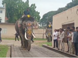 ಕಾಡಿನಿಂದ ನಾಡಿಗೆ ಬಂದಿದ್ದ ಆನೆಗಳ ತೂಕ ಹೆಚ್ಚಳ: ಇಂದೇ ಬೀಳ್ಕೊಡುಗೆ ಕಾಡಿನಿಂದ ನಾಡಿಗೆ ಬಂದಿದ್ದ ಆನೆಗಳ ತೂಕ ಹೆಚ್ಚಳ: ಇಂದೇ ಬೀಳ್ಕೊಡುಗೆ