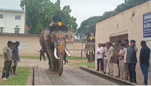 ಕಾಡಿನಿಂದ ನಾಡಿಗೆ ಬಂದಿದ್ದ ಆನೆಗಳ ತೂಕ ಹೆಚ್ಚಳ: ಇಂದೇ ಬೀಳ್ಕೊಡುಗೆ