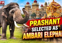 ಮೈಸೂರು ದಸರಾ ಅಂಬಾರಿ ಹೊರುವ ಜವಾಬ್ದಾರಿ ‘ಪ್ರಶಾಂತ’ ಆನೆಗೆ!